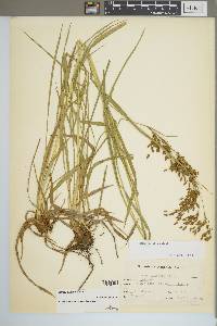 Scirpus pendulus image