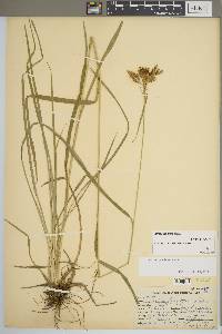 Scirpus pendulus image