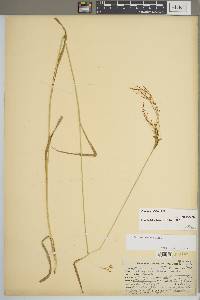 Scirpus pendulus image