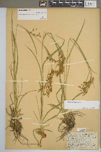 Scirpus pendulus image