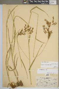 Scirpus pendulus image