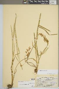 Scirpus pendulus image