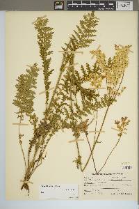 Filipendula vulgaris image