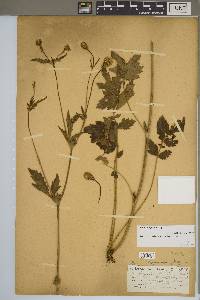 Geum aleppicum image