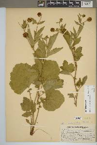 Geum laciniatum image