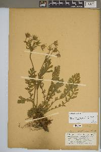 Geum triflorum image