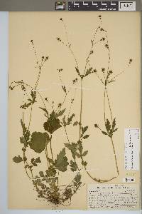 Geum vernum image