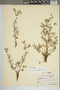 Potentilla argentea image