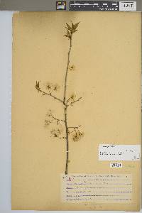 Prunus nigra image