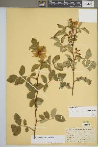 Rosa carolina subsp. carolina image