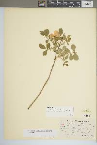 Rosa carolina subsp. subserrulata image