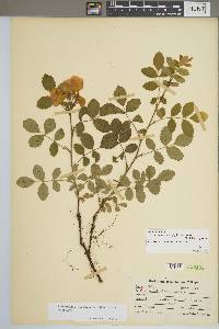 Rosa carolina subsp. subserrulata image