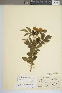 Rosa carolina subsp. subserrulata image