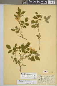 Rosa carolina subsp. subserrulata image