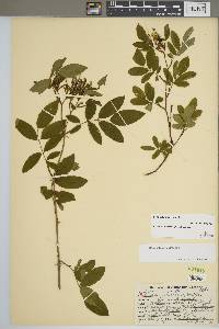 Rosa palustris image