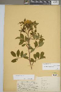 Rosa palustris image