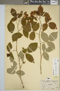 Rosa setigera image