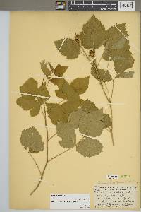 Rubus flagellaris image