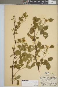 Rubus flagellaris image