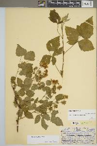 Rubus flagellaris image