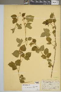 Rubus flagellaris image