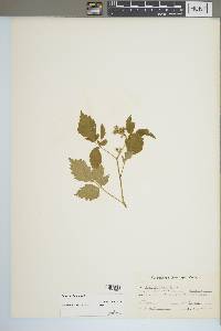 Rubus occidentalis image