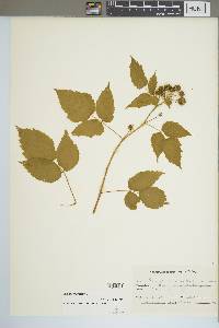 Rubus occidentalis image