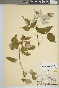 Rubus occidentalis image