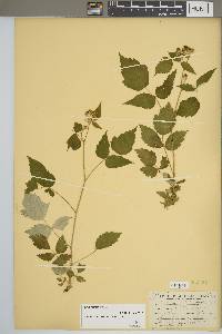 Rubus occidentalis image