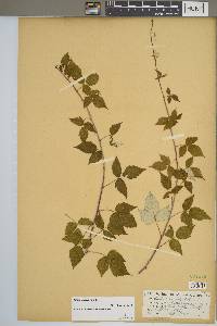 Rubus occidentalis image