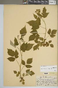 Rubus occidentalis image