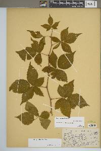 Rubus pensilvanicus image