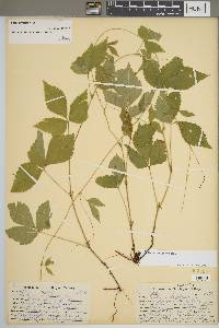 Rubus pubescens image