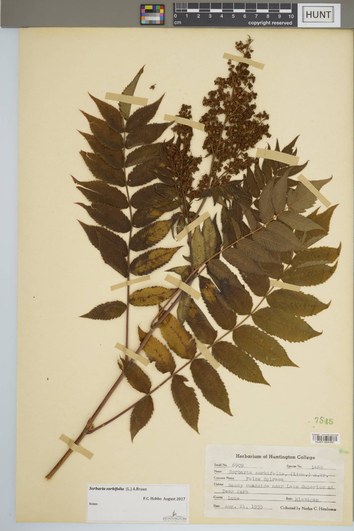 Sorbaria sorbifolia image