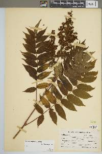 Sorbaria sorbifolia image