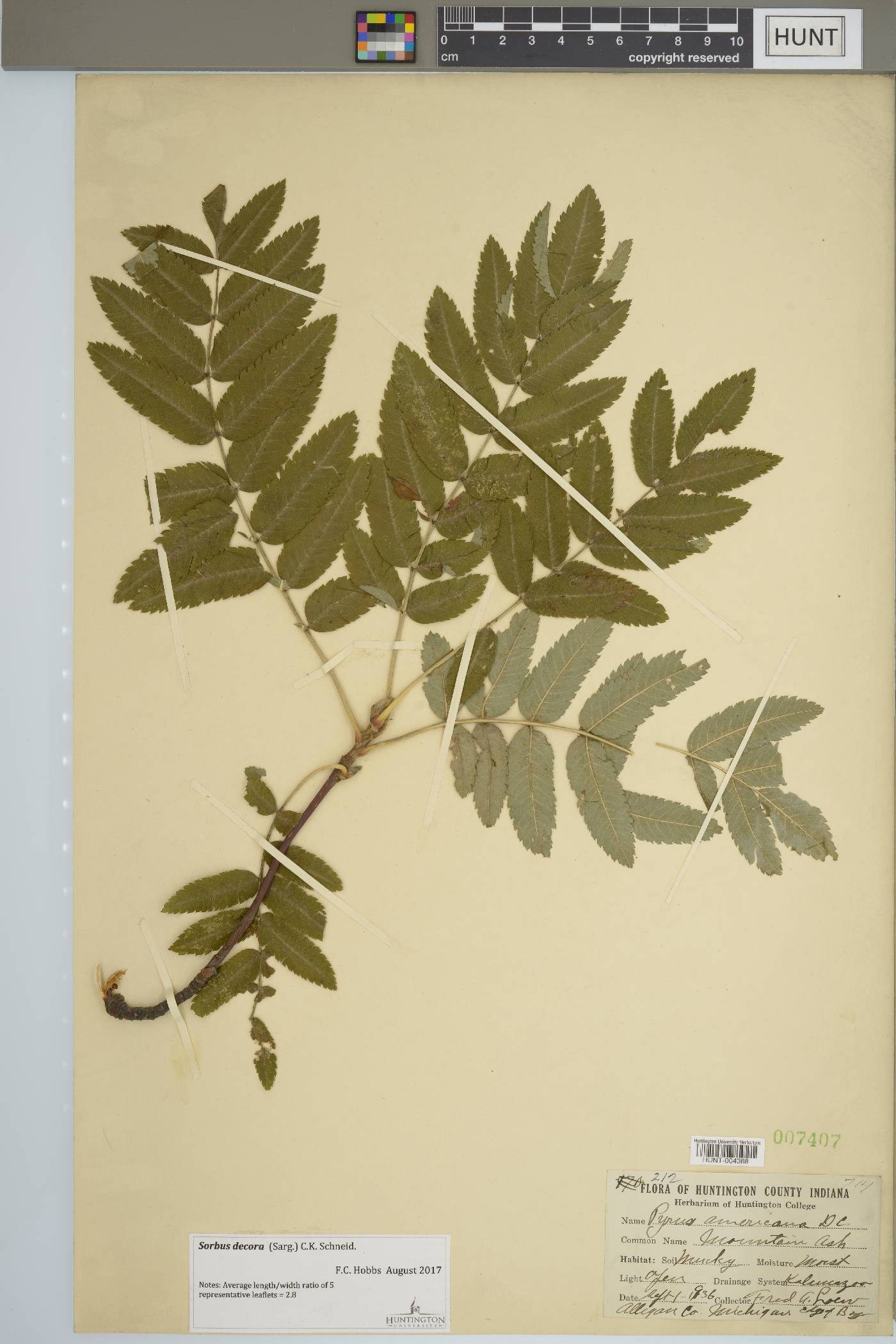 Sorbus decora image