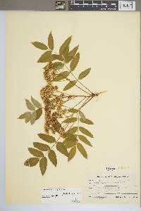 Sorbus decora image