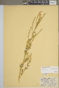 Melilotus officinalis subsp. alba image