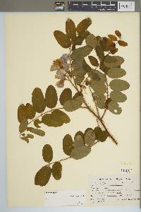 Robinia hispida image