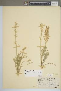 Astragalus mollissimus image