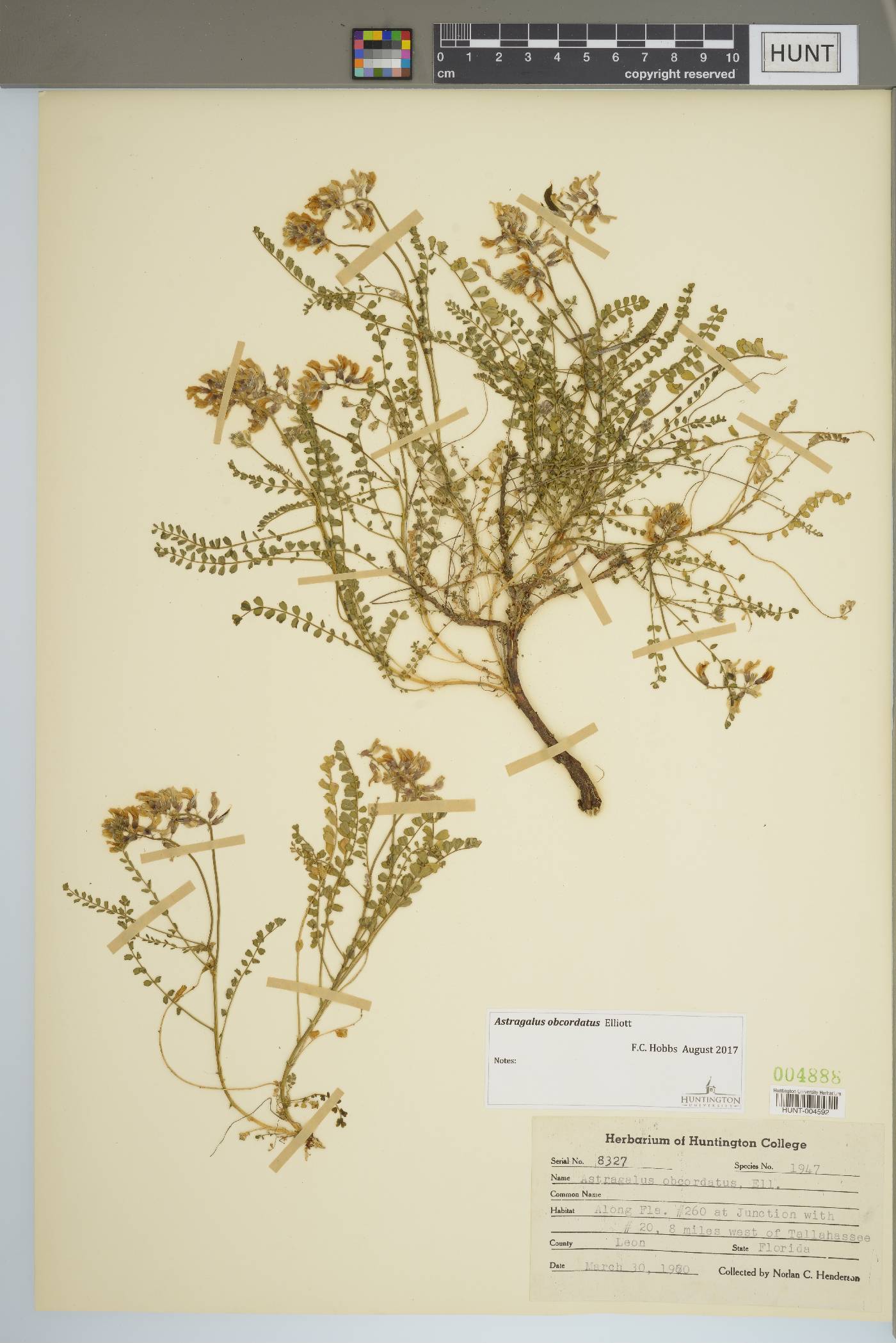 Astragalus obcordatus image