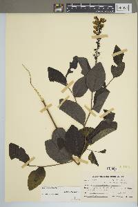 Baptisia simplicifolia image