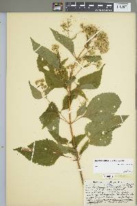 Ageratina altissima image