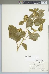 Arctium minus image