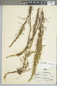 Artemisia campestris image