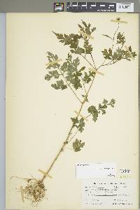 Bidens bipinnata image