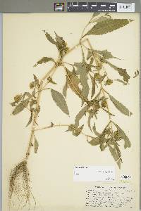 Bidens tripartita image