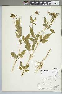 Bidens vulgata image