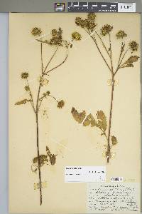 Bidens vulgata image