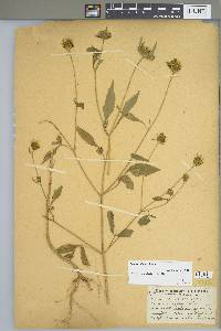 Bidens vulgata image